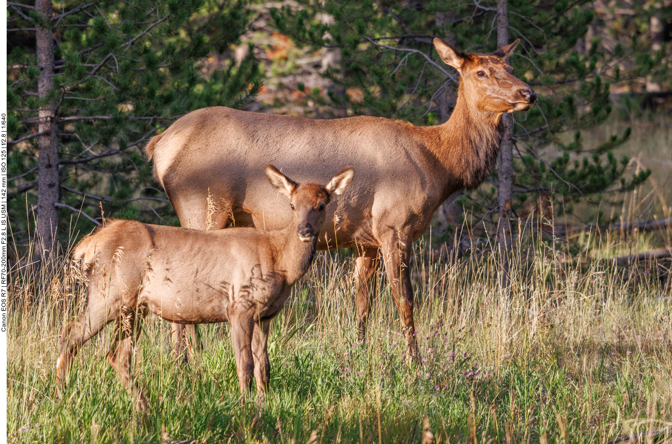 Mutter Wapiti mit Nachwuchs 