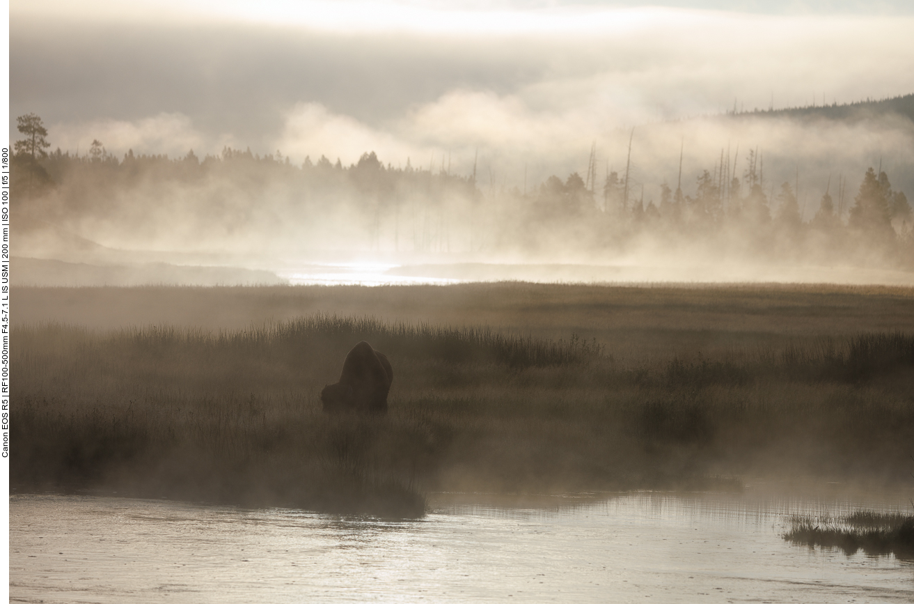 Bison im Morgennebel