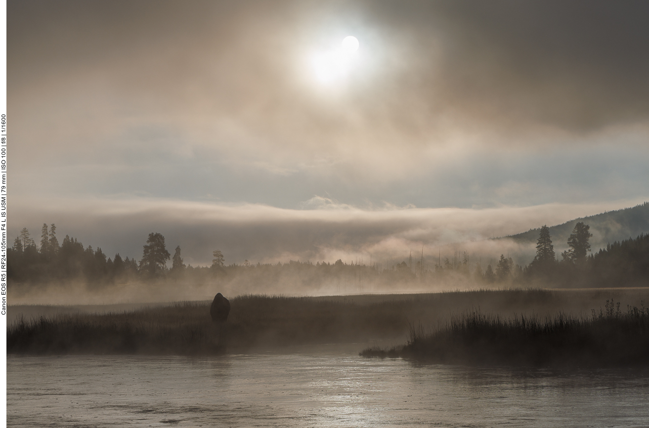 Bison im Morgennebel