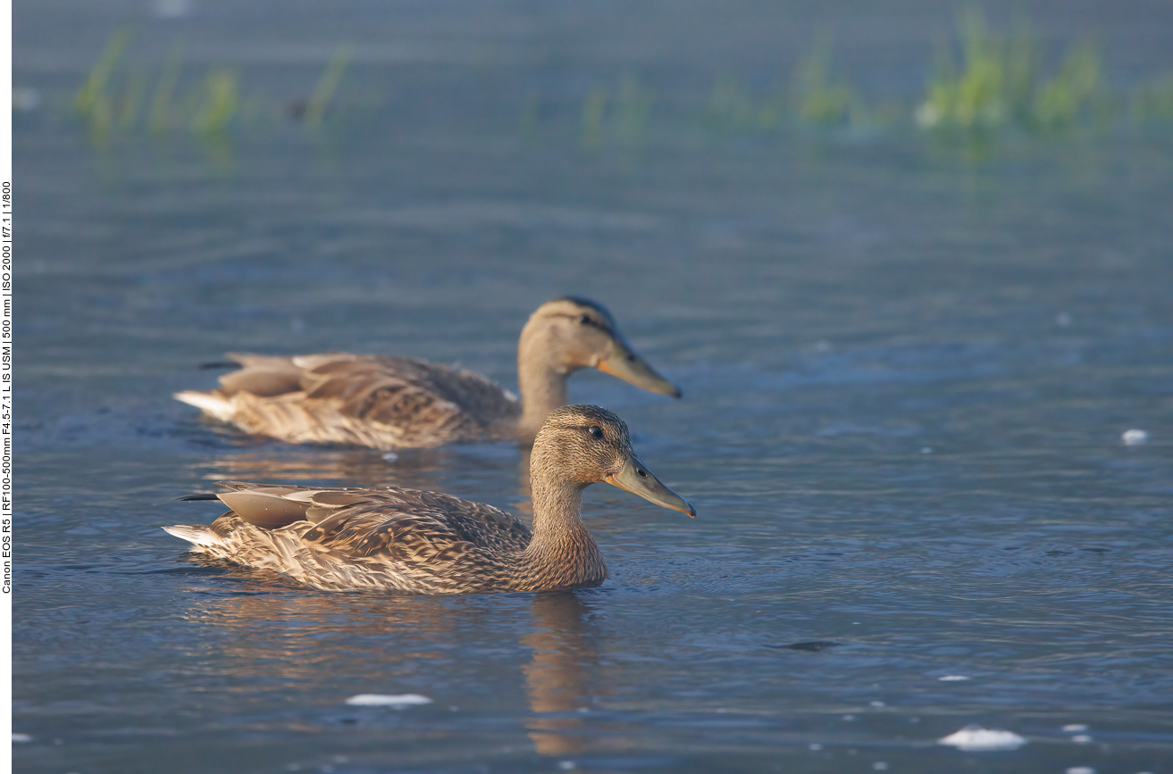 Auch einige Enten ...