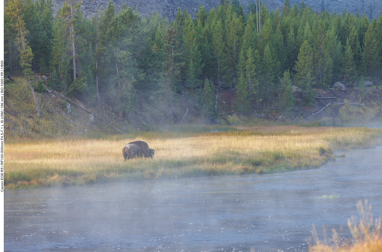 Auch hier tummelt sich ein Bison am Ufer