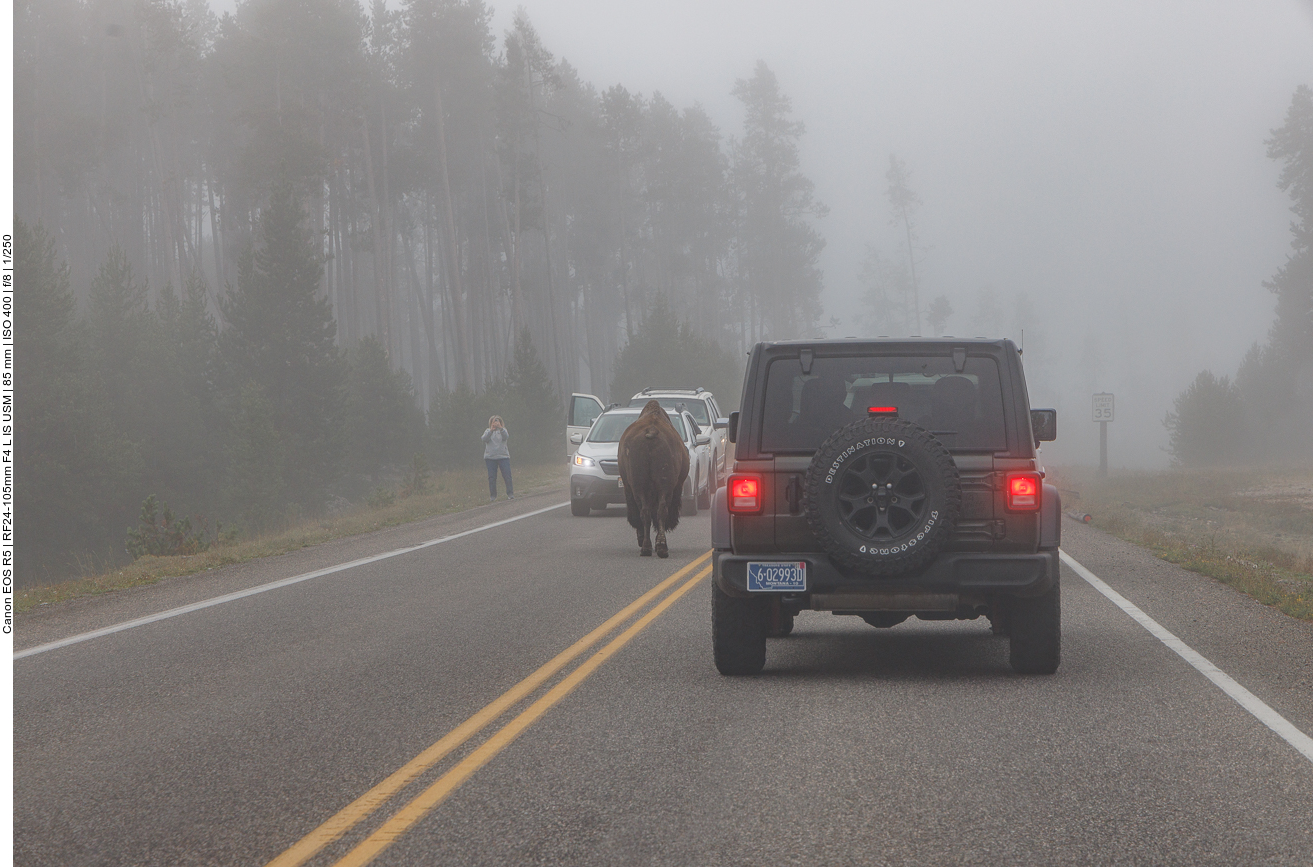 Ein "Bison Jam" kommt im Yellowstone häufiger vor