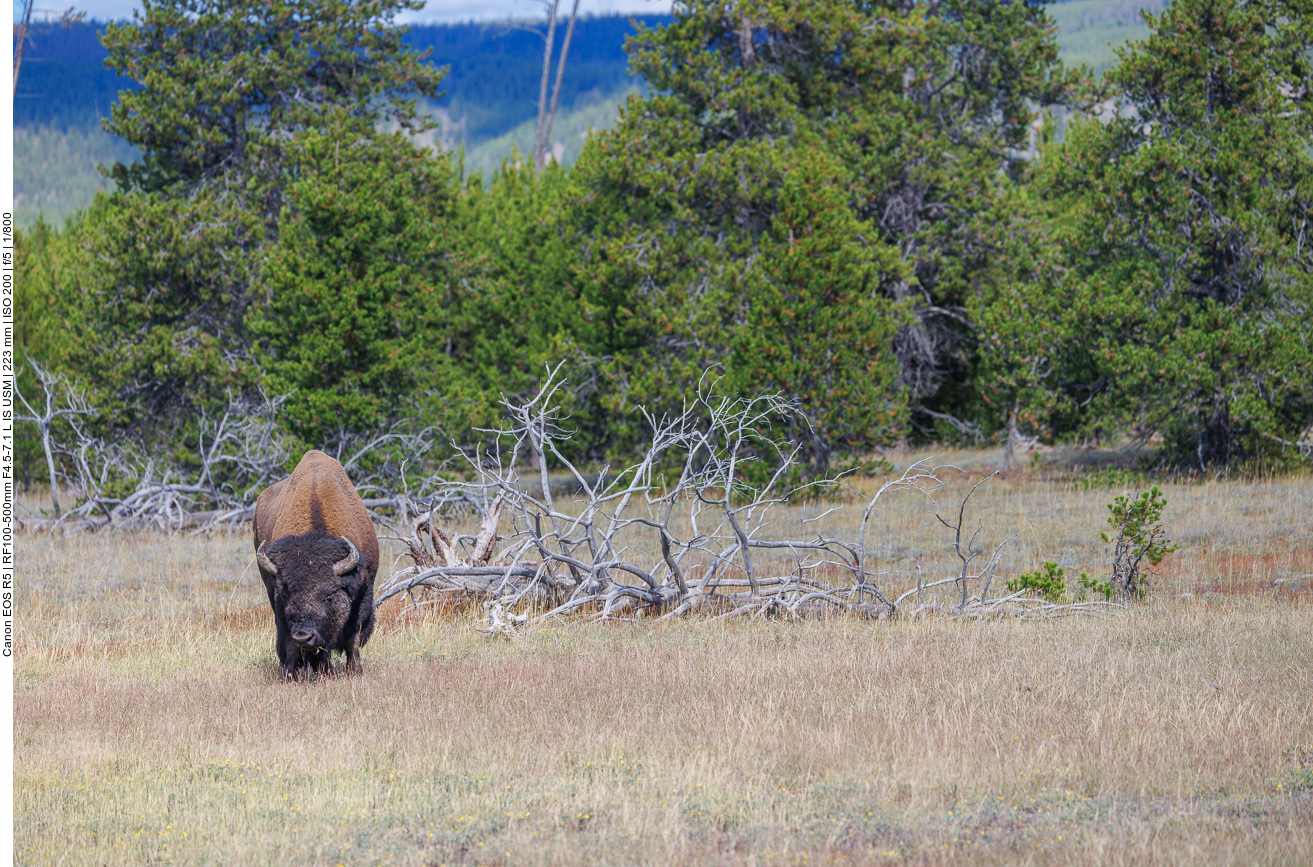 Zum Abschluss darf ein Bison natürlich nicht fehlen