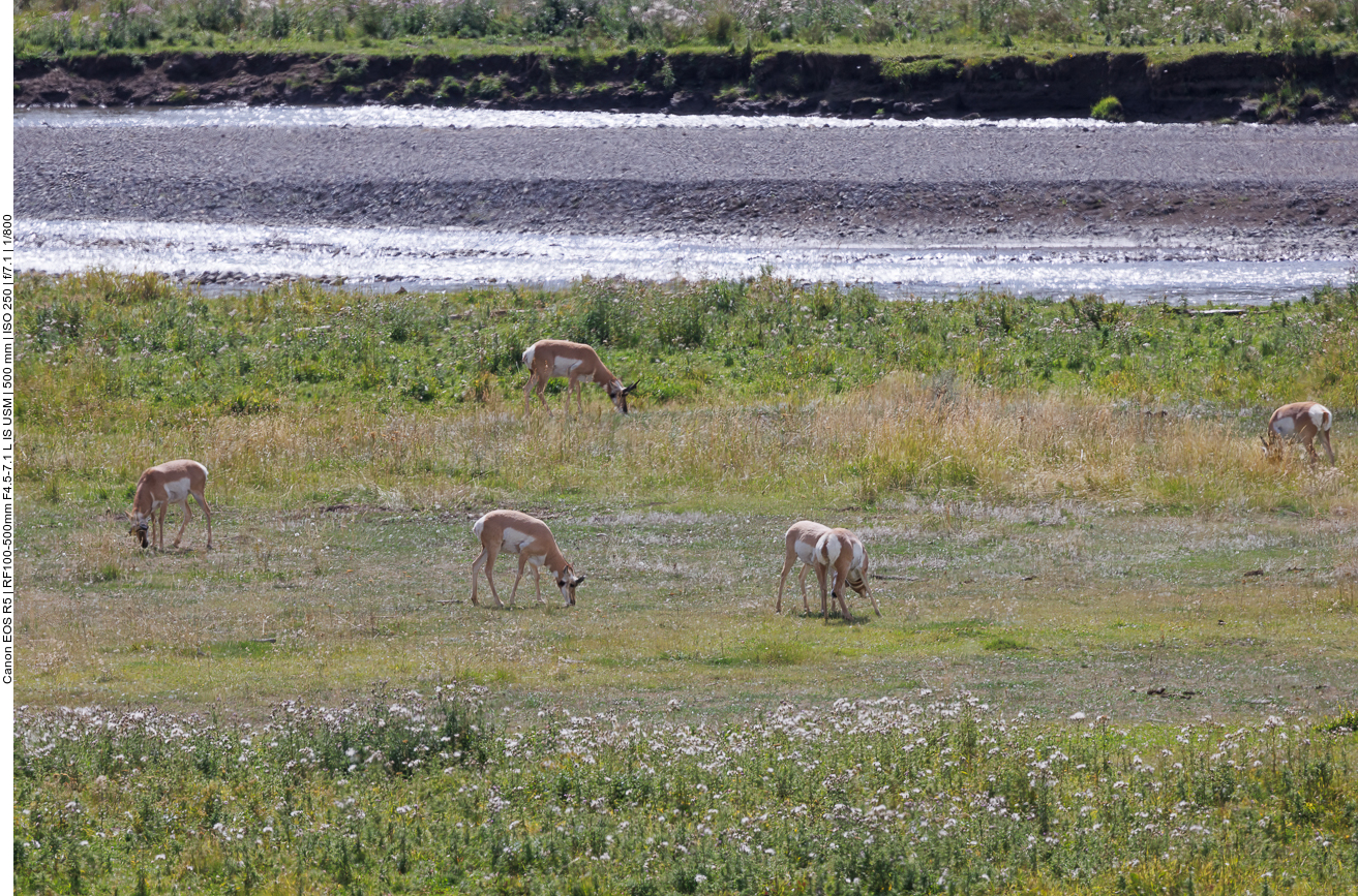 Auch eine Herde Pronghorns (Gabelböcke) finden wir im Tal