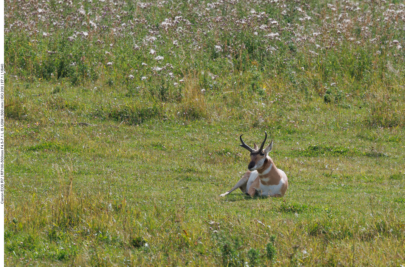 Bald darauf treffen wir wieder auf einige Pronghorns