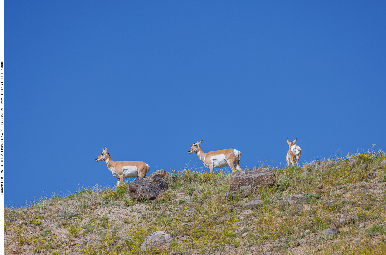 Sind schon schöne Tiere