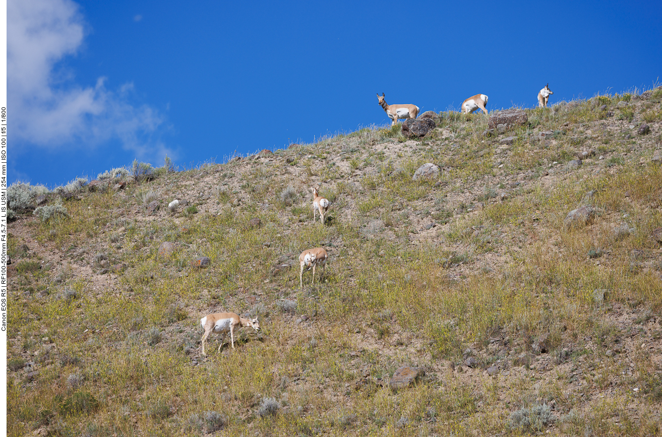 Noch einige Pronghorns ...