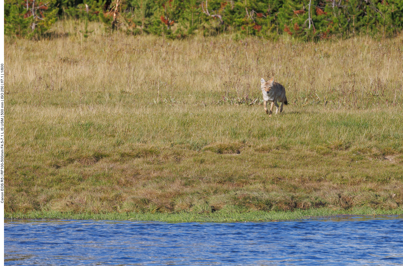 ... dann tauchte plötzlich dieser Fuchs auf