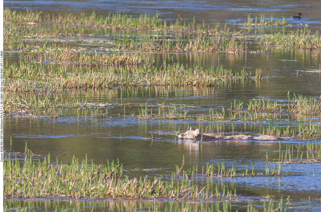 ... und zielstrebig auf einige Enten zuschwimmt