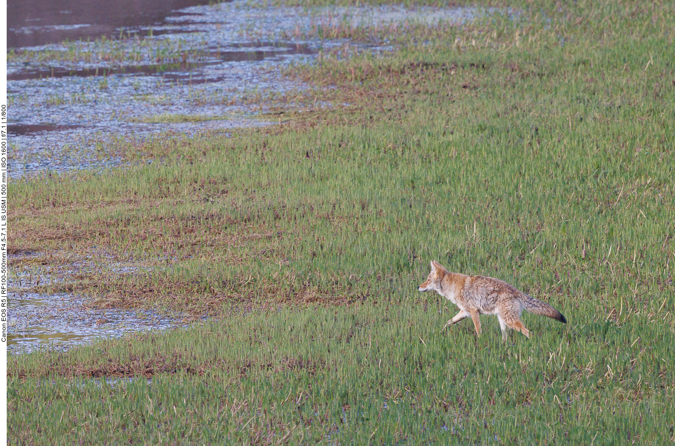 Nachdem die Enten fluchtartig das Nass verlassen haben, trottet der Fuchs am anderen Ufer weiter seines Weges