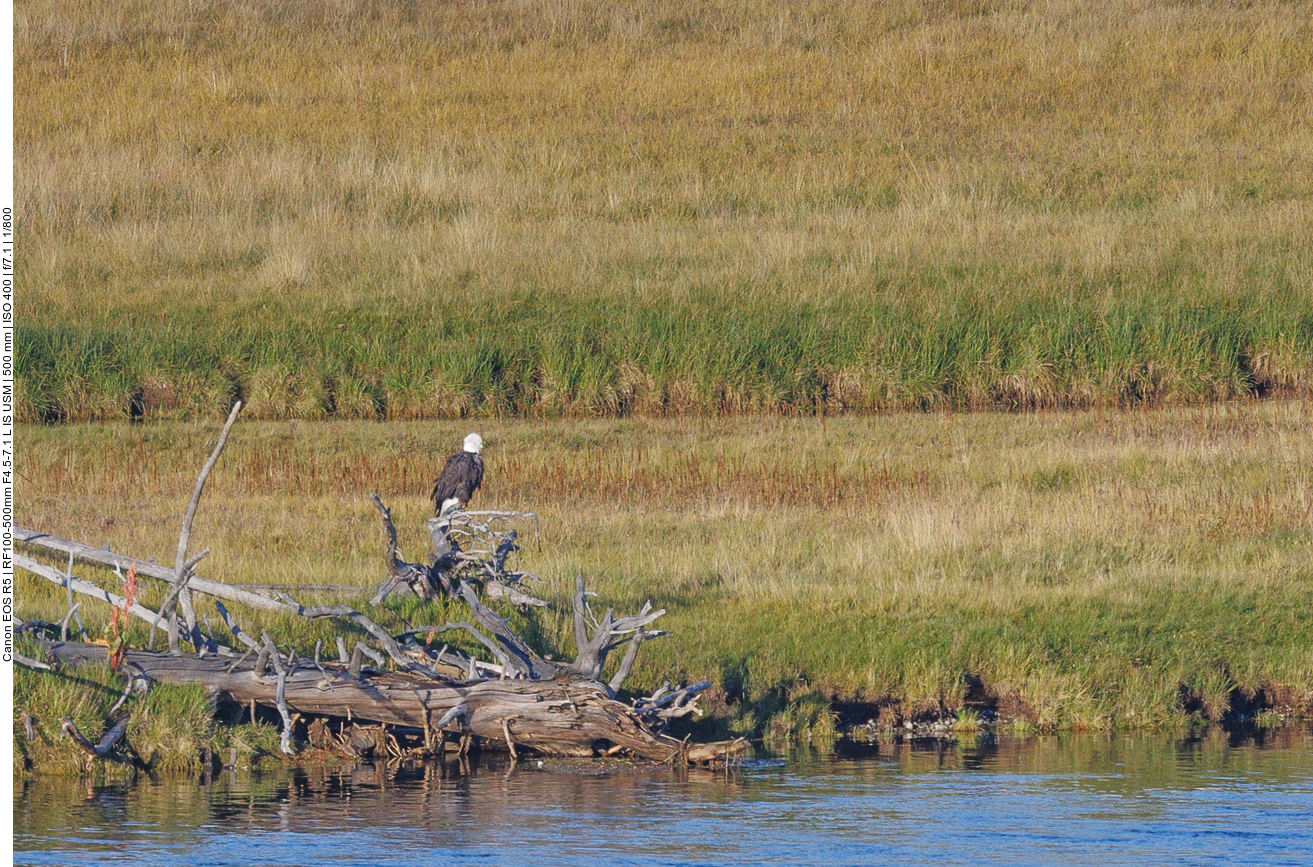 ... dann leider gaaanz weit weg ein Weißkopfseeadler (Bald Eagle) ...