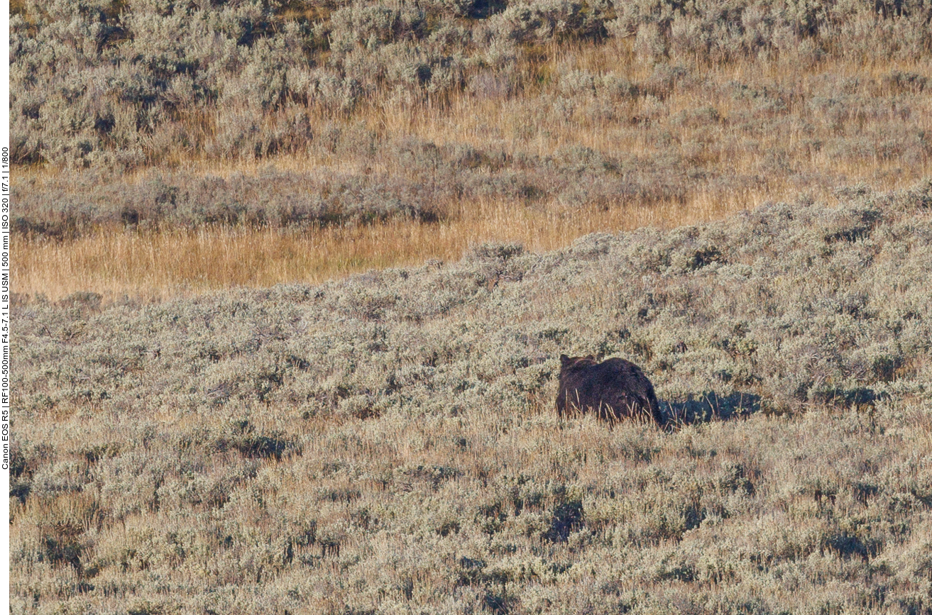 ... und leider noch weiter weg ein Grizzly