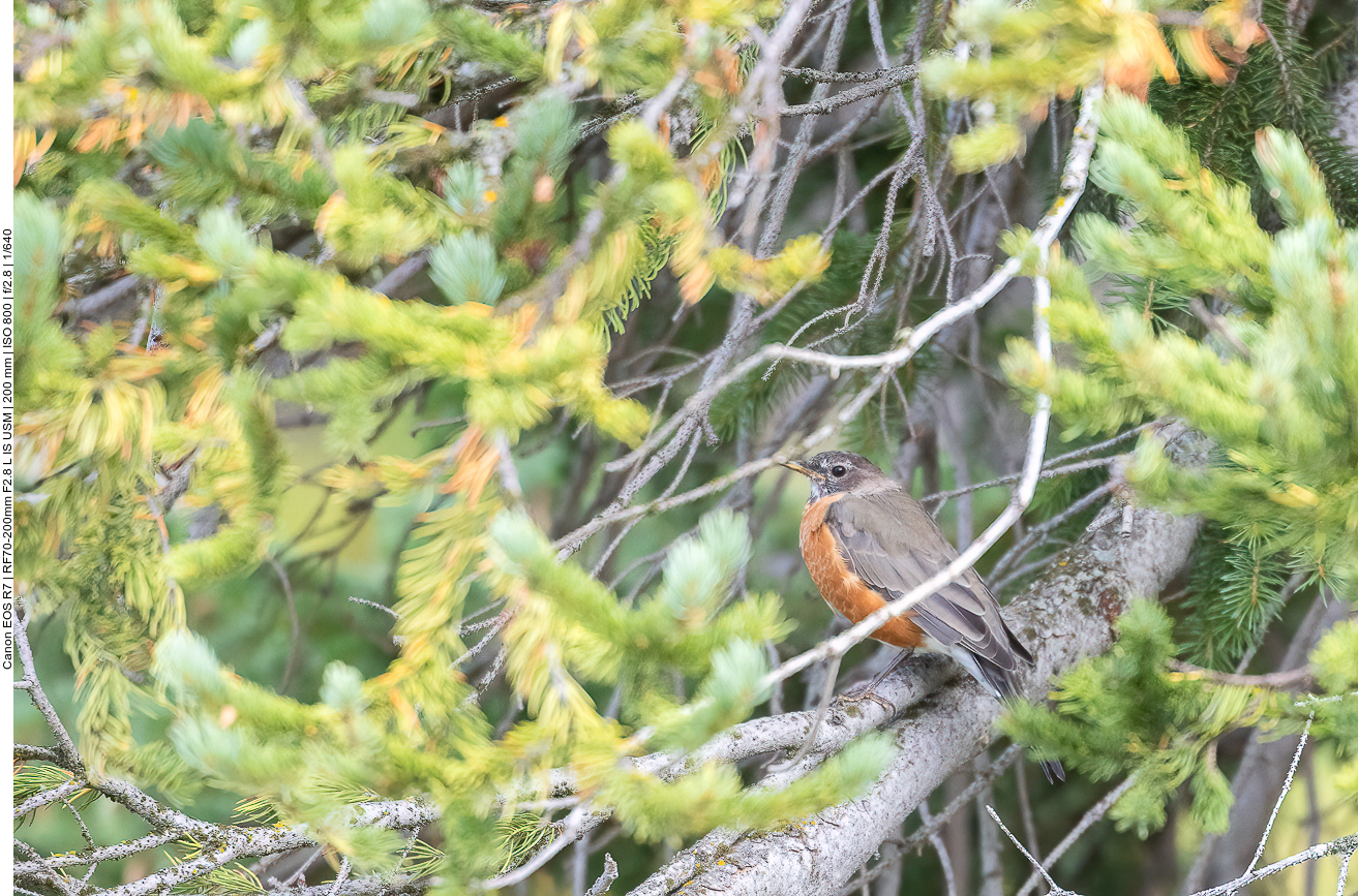 Eine Wanderdrossel {Turdus migratorius} beobachtet uns ...