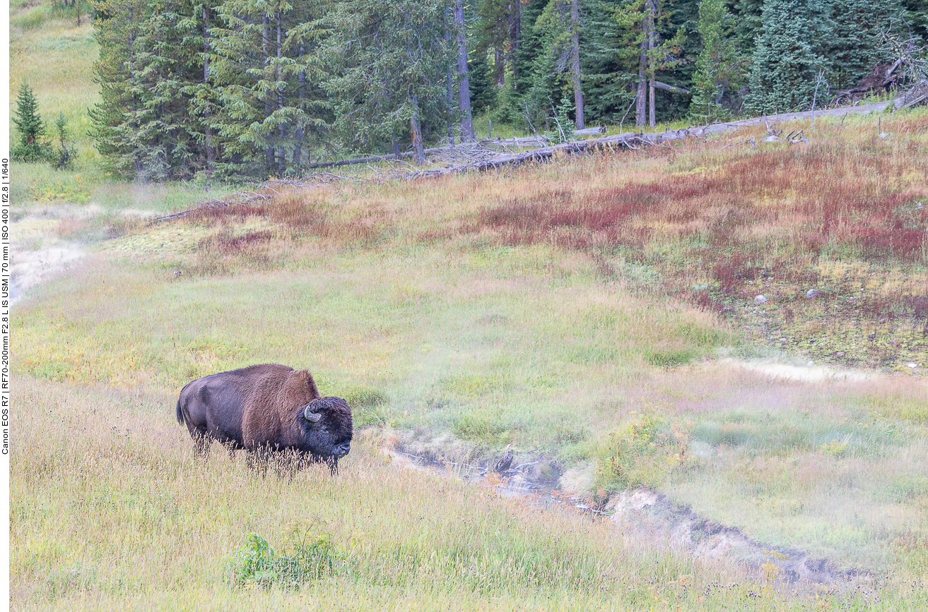 ... aber es ist nur der obligatorische Bison in der Nähe