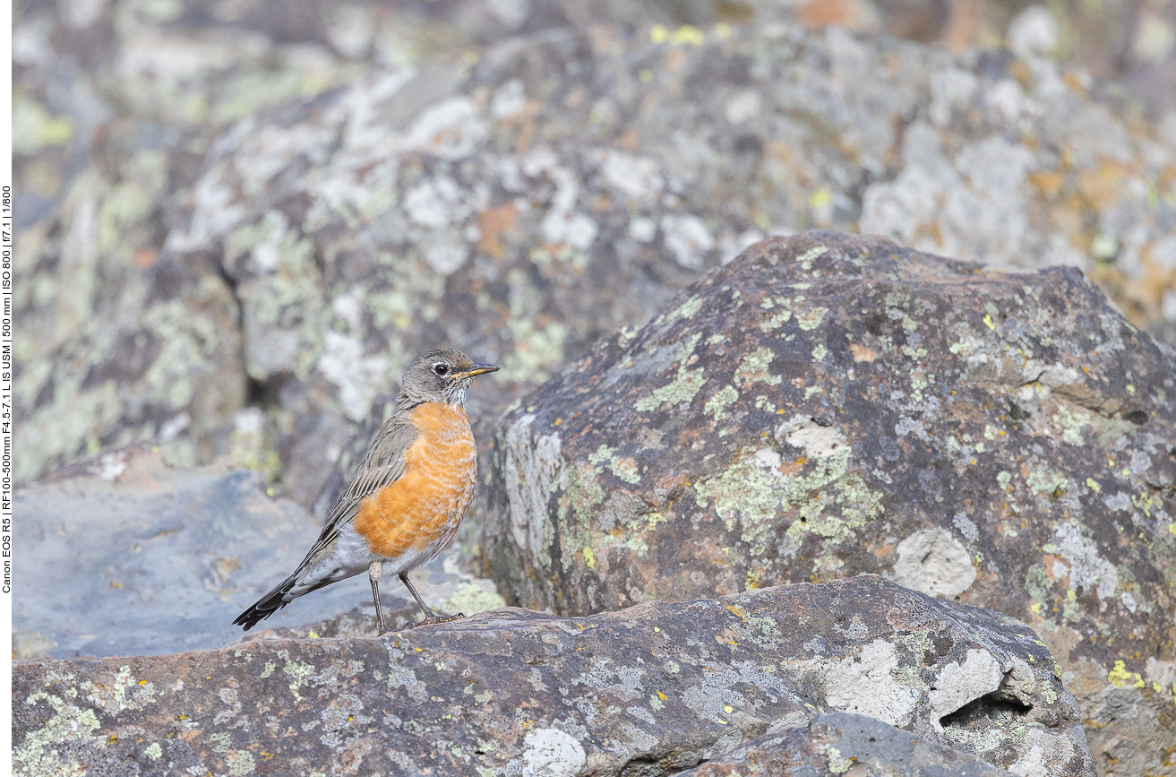 Wanderdrossel {Turdus migratorius}