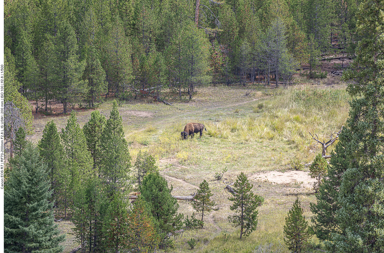 Der obligatorische Bison ...