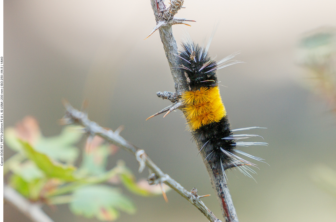 Die Raupe einer Gelbfleckigen Tigermotte {Lophocampa maculata} ist eine Nachtfalterart