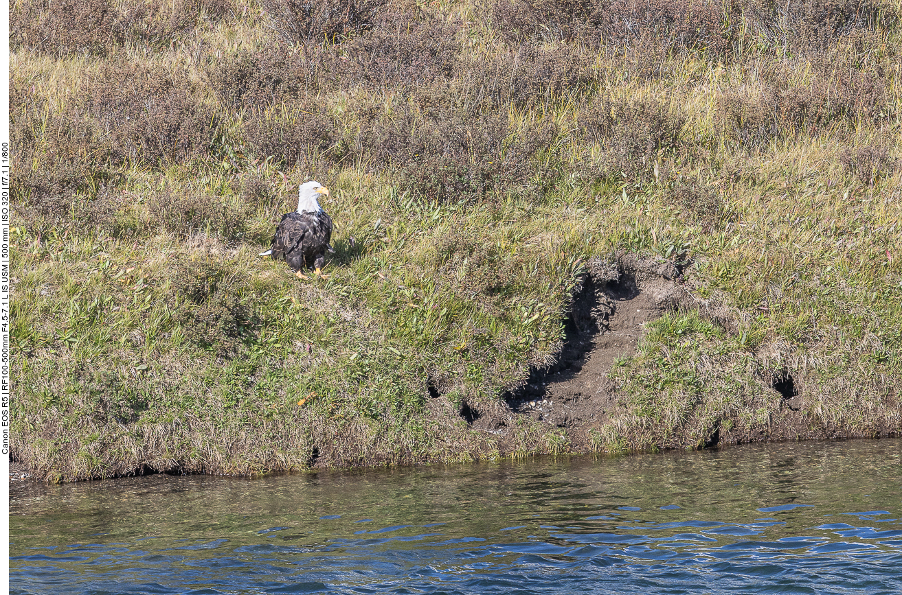 Weißkopfseeadler, leider wieder viel zu weit weg