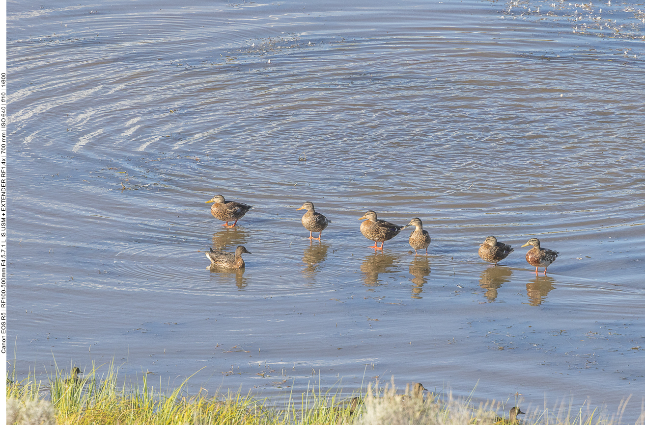 Enten am Flussufer