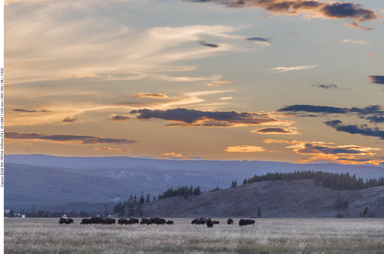 Bisonherde am Abend