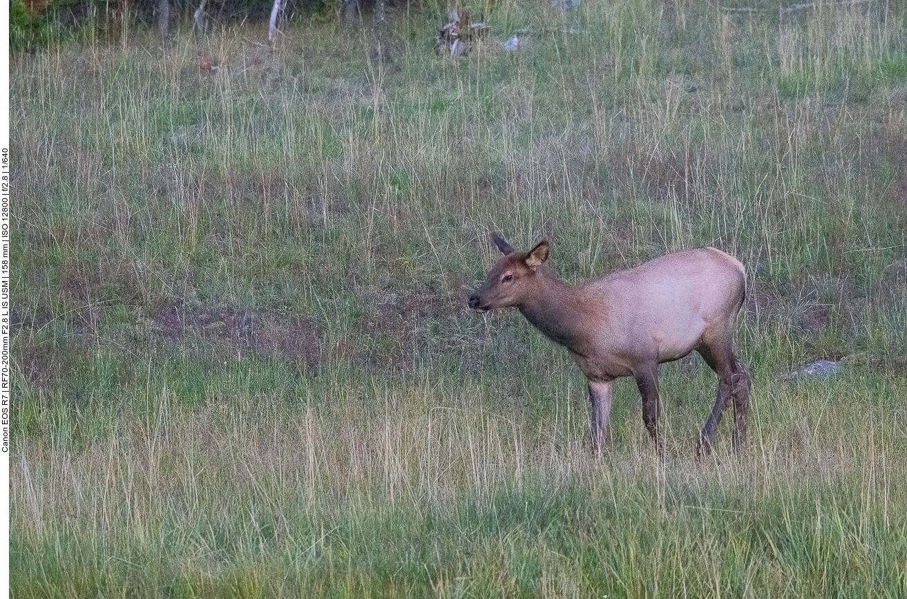 Junges Wapiti