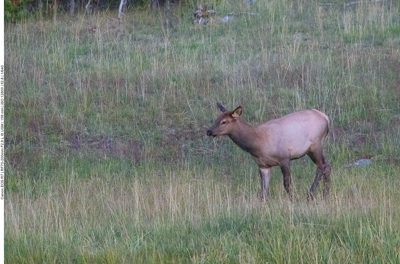 Junges Wapiti