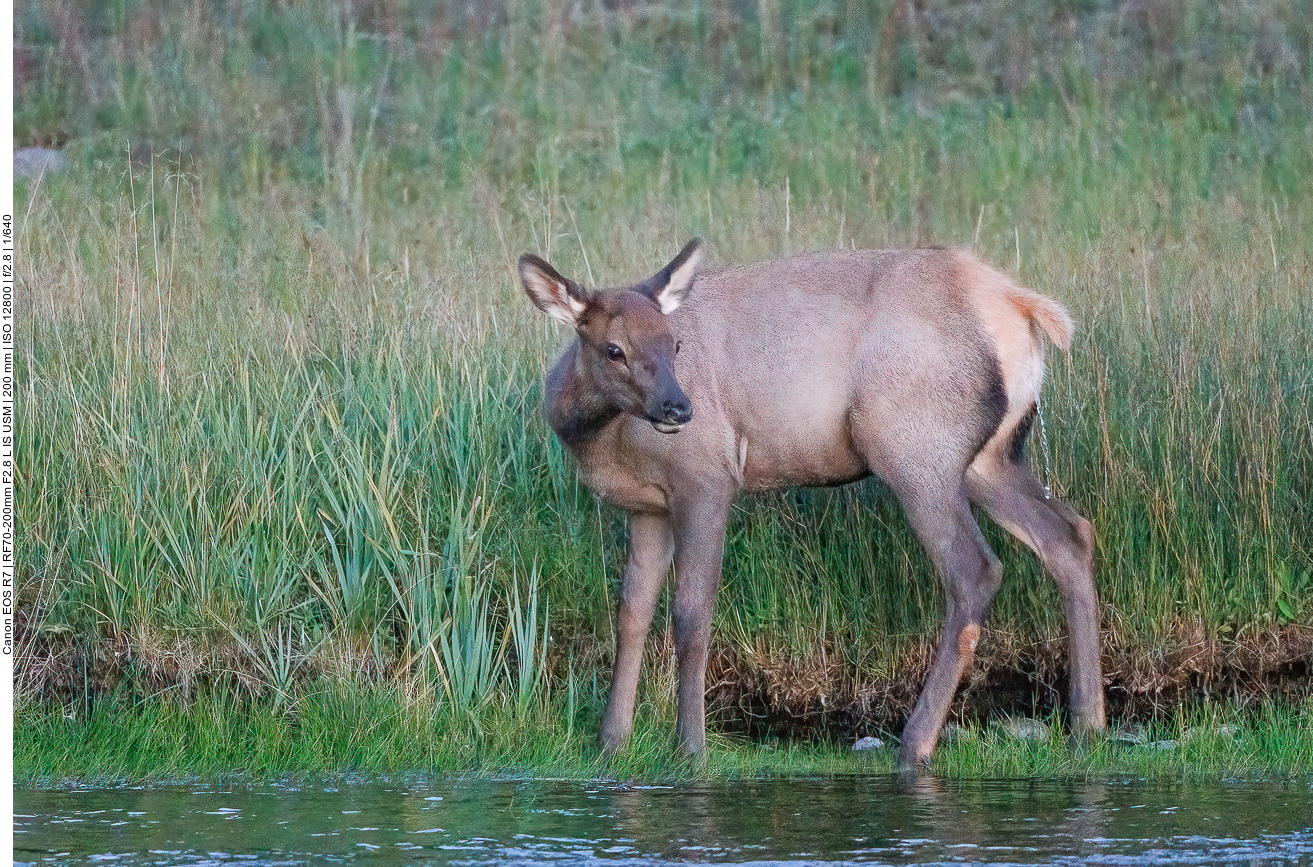 Junges Wapiti, momentan eher ein Wapippi ;-)