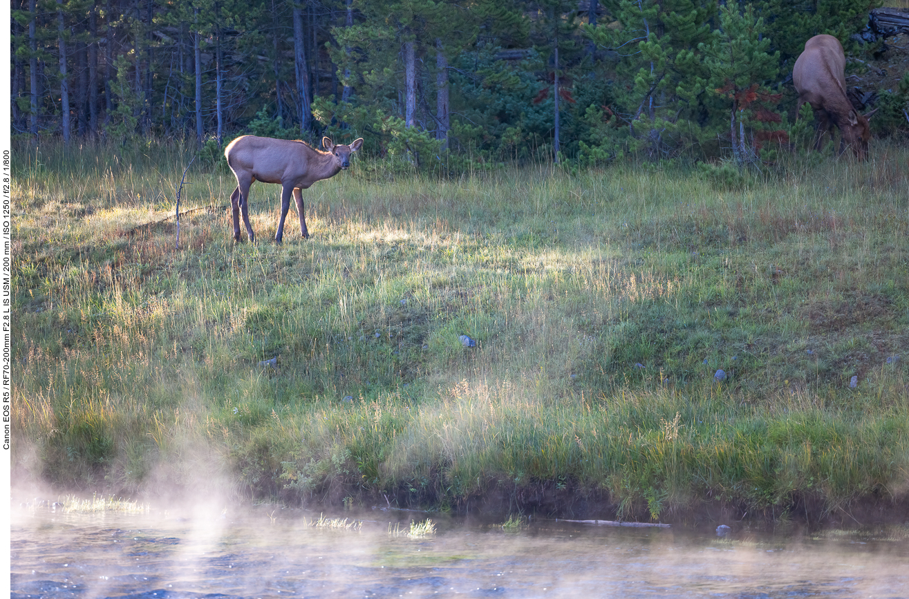 Junges Wapiti ...