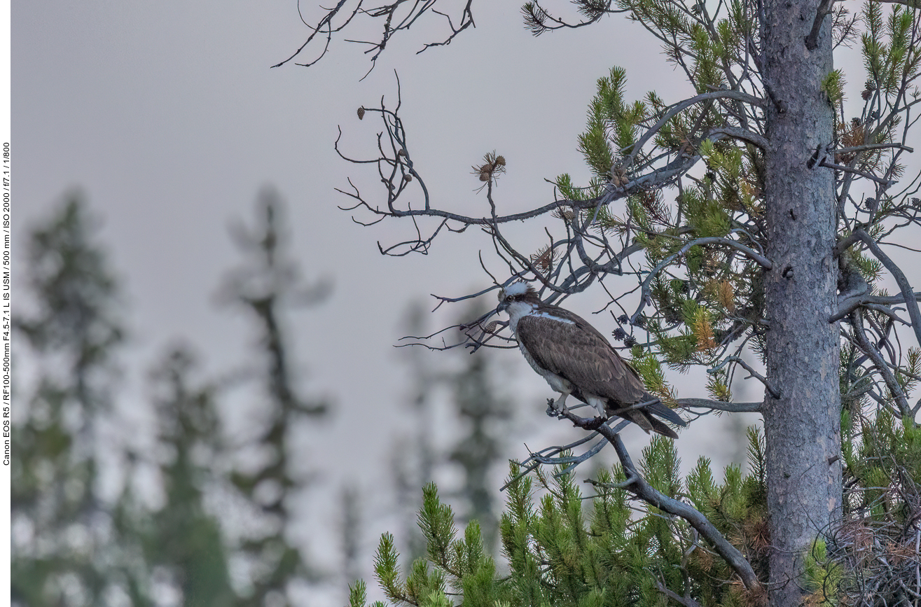Fischadler (Osprey) im Baum