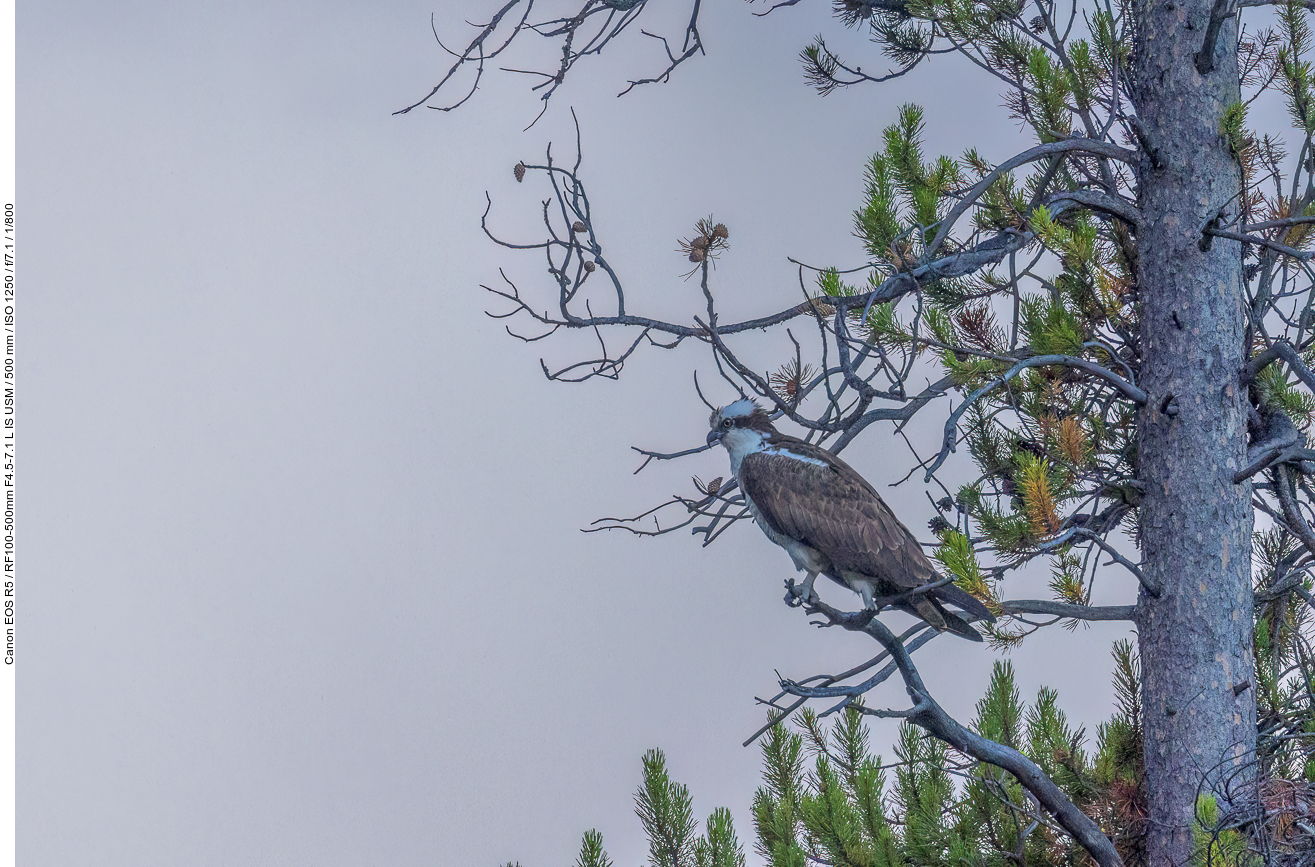 Fischadler (Osprey) im Baum