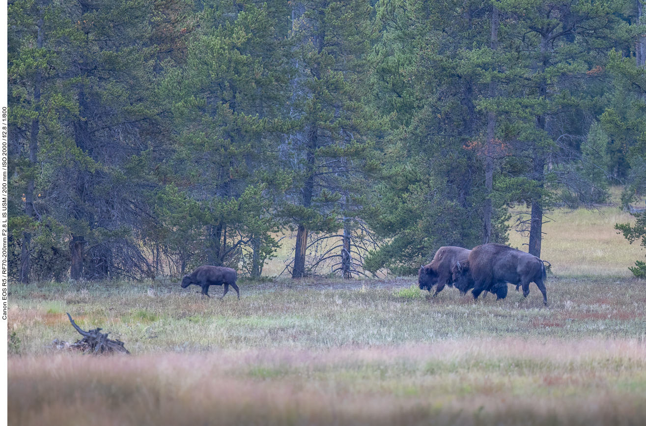 Auch die Bisons sind schon unterwegs