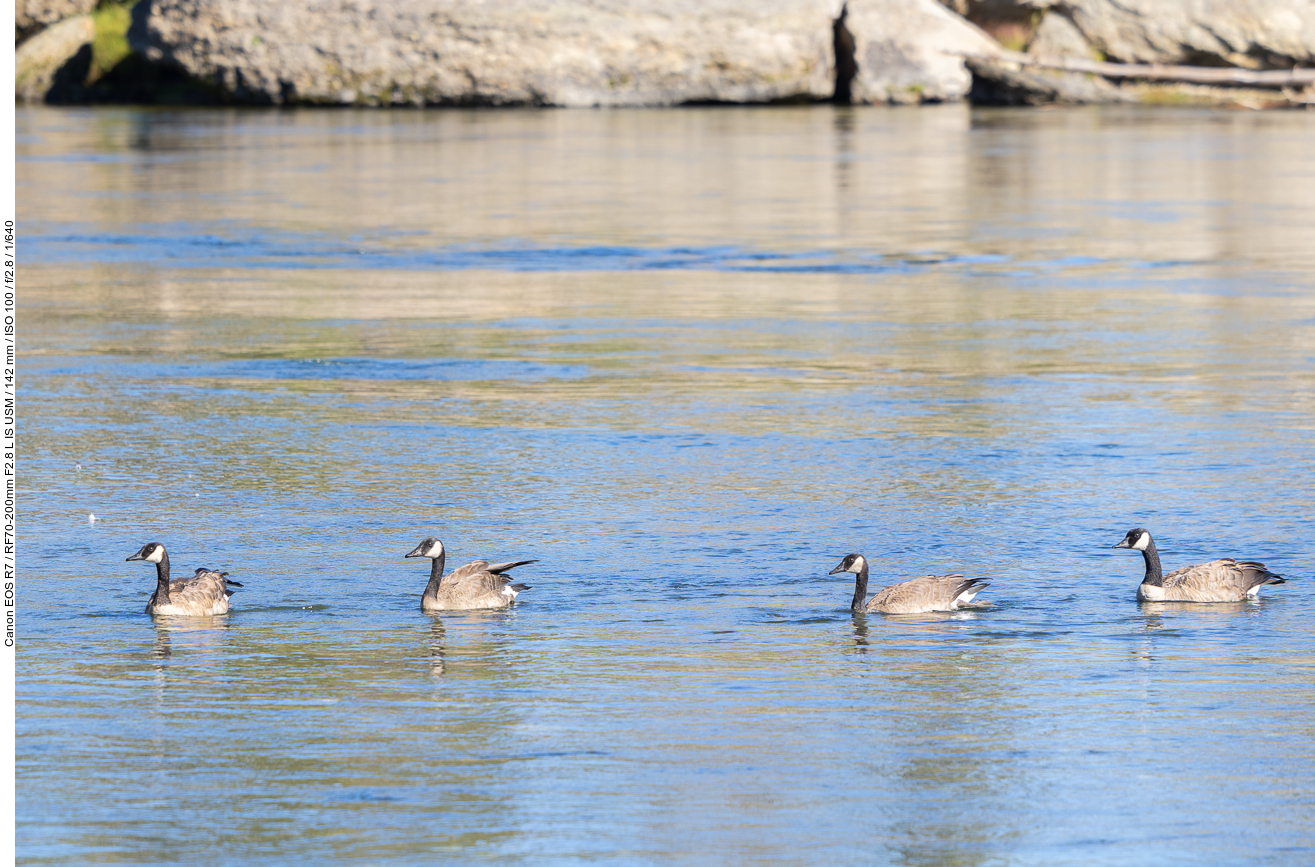 Kanadagänse auf dem Fluss