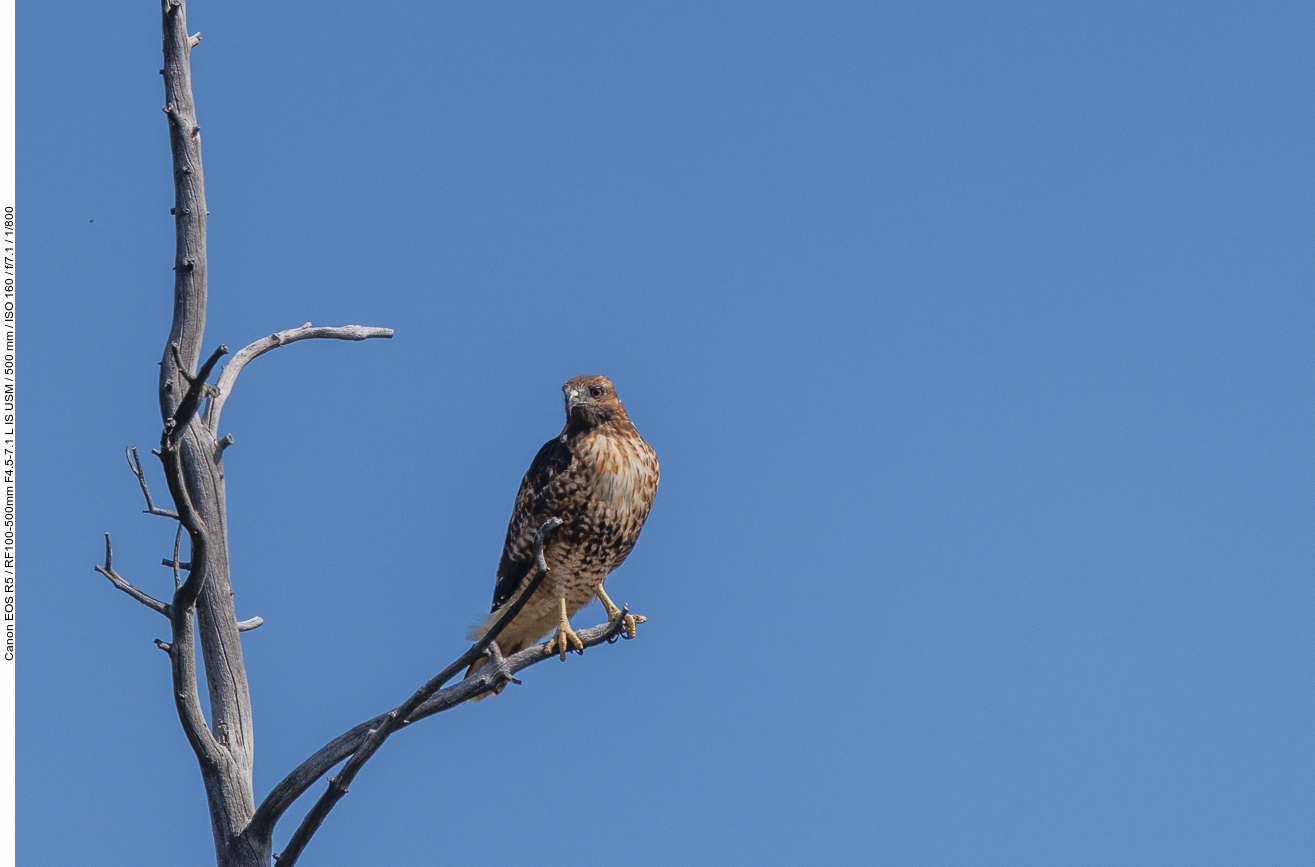 Auf dem Weg nach Gardiner sehen wir noch einen Bussard auf einem Ast sitzen