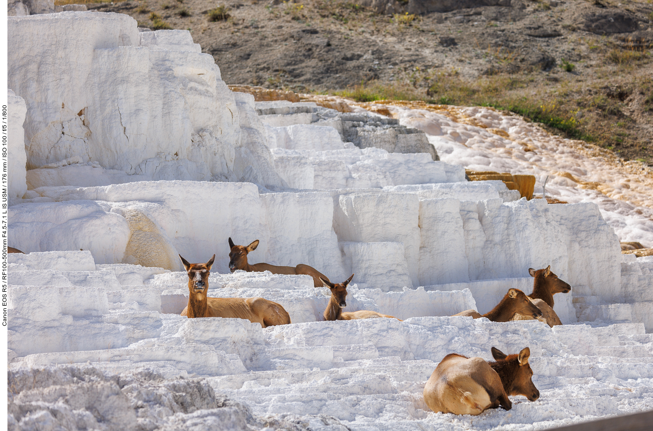 Zurück an den Sinterterrassen bei Mammoth Hot Springs ...