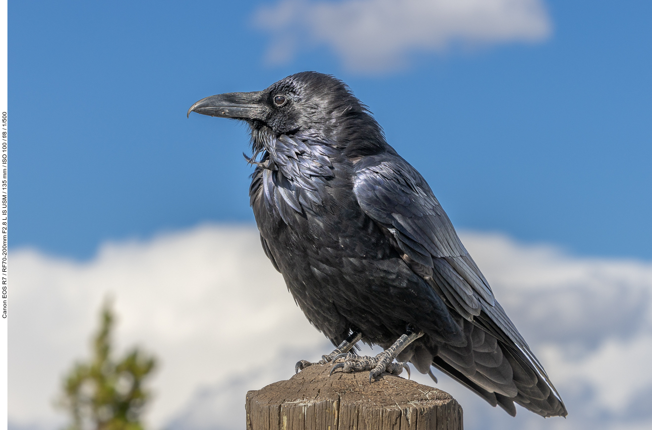 Schöner Vogel, danke für deine Geduld!