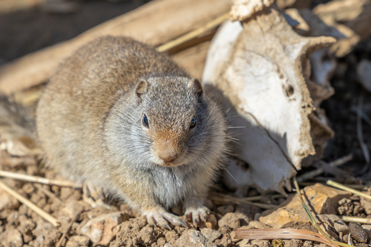 Putziges Tierchen