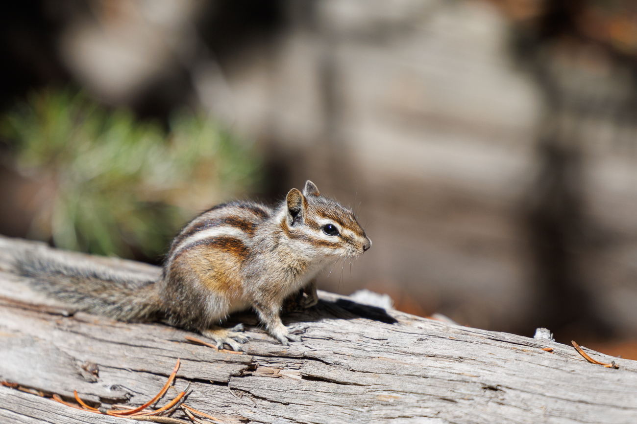 Falsches Futter macht die Tiere krank