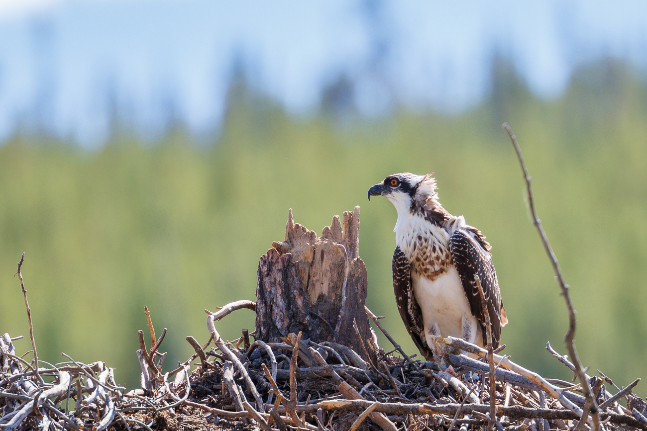 Hoch über dem Fluss hat ein Fischadler (Osprey) sein Nest