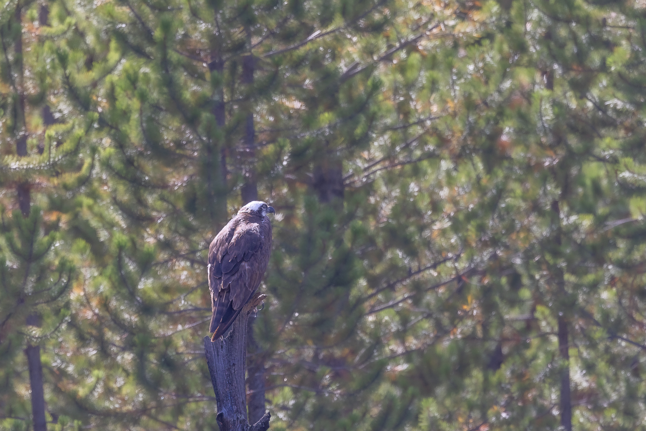 Der Partner/die Partnerin sitzt ein ganzes Stück entfernt in einem Baum