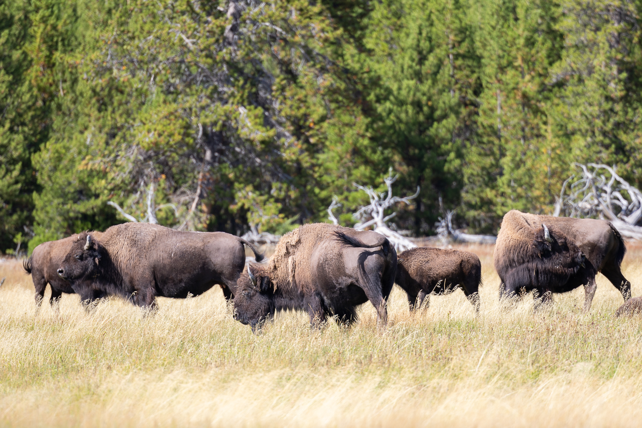 Und wieder mal eine Bisonherde ...