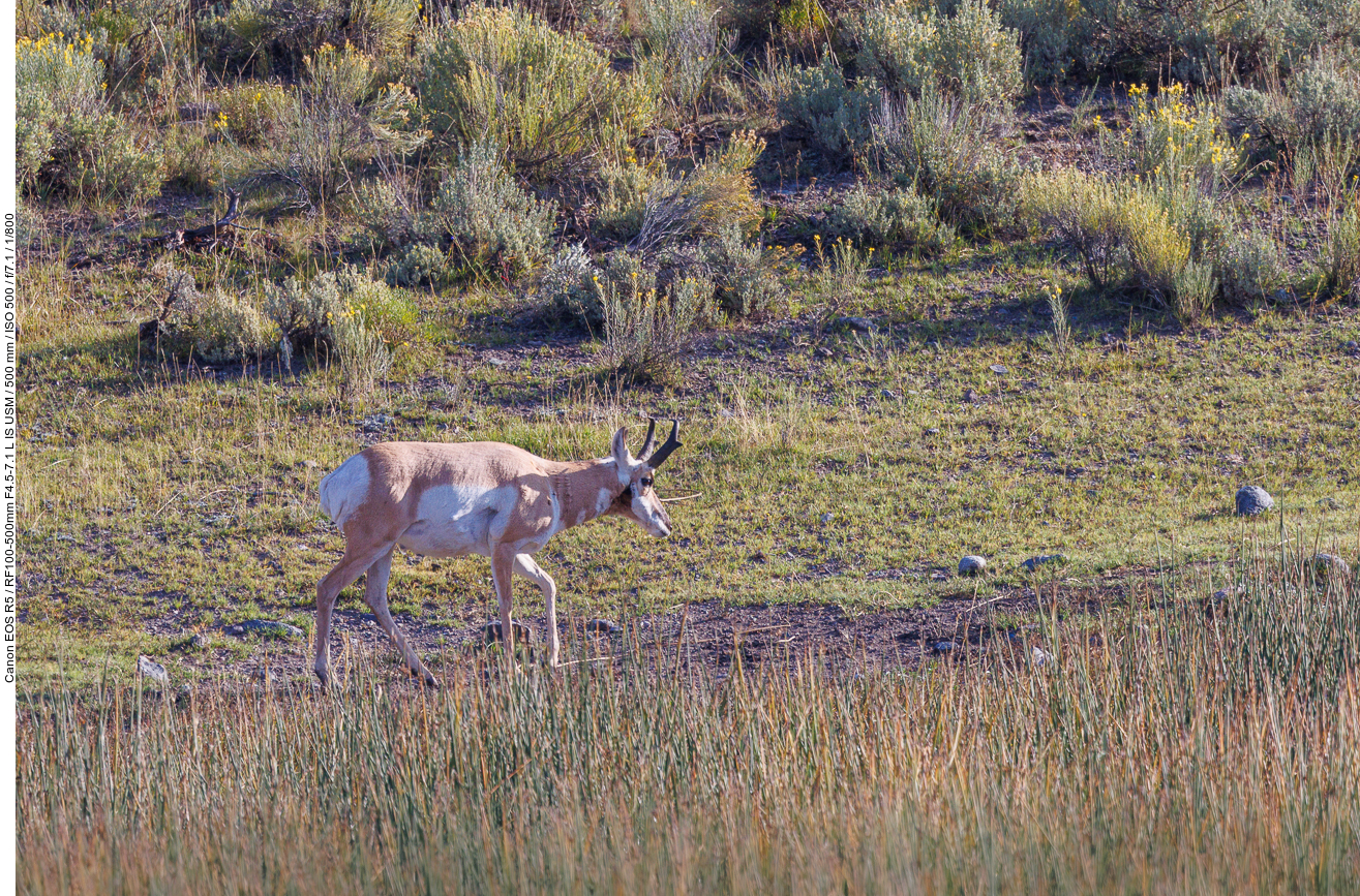 Auf dem Weg nach Cody fahren wir nochmals durch das Lamar Valley und sehen dort u. a. Pronghorns ...