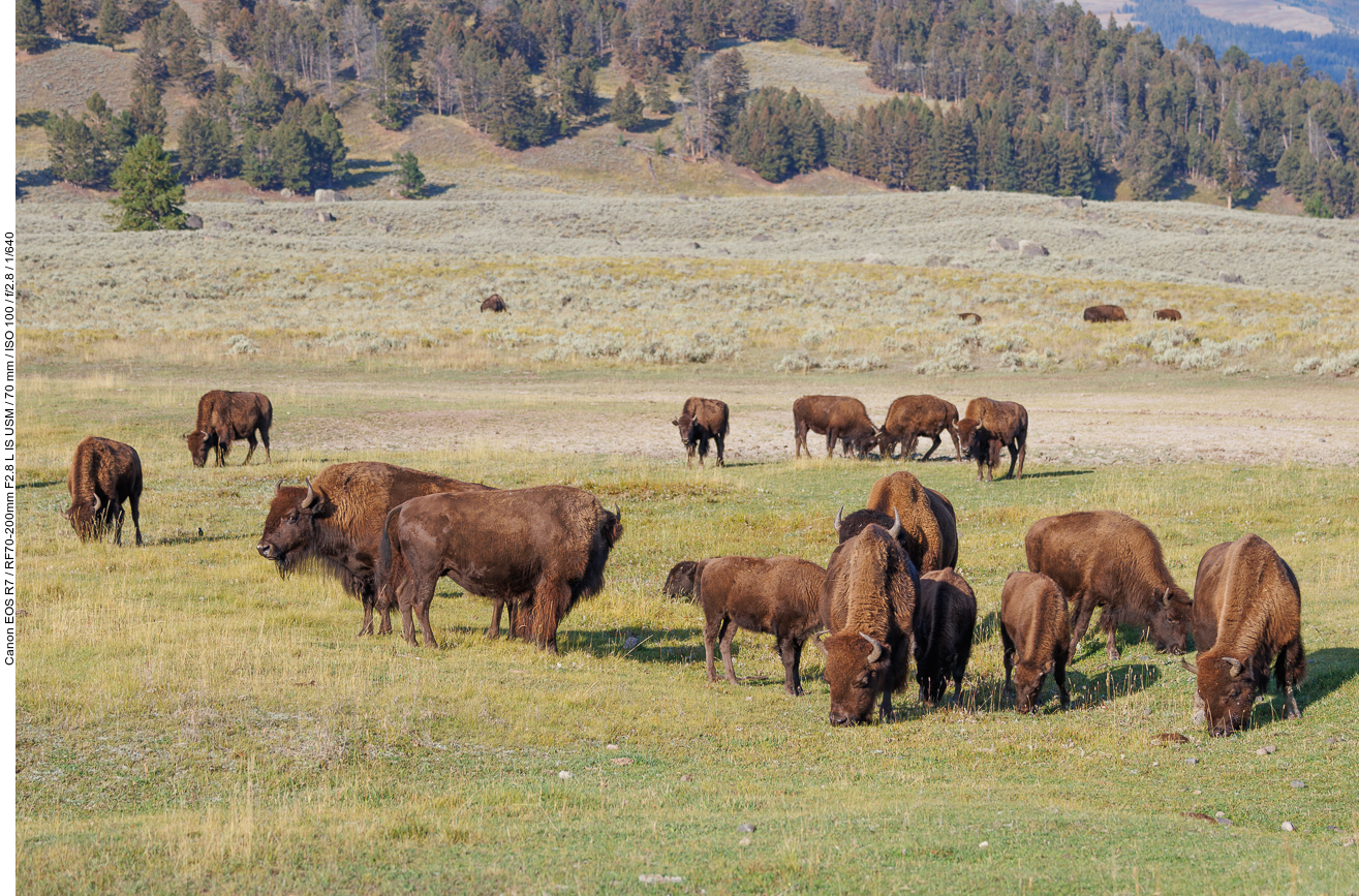 ... und Bisonherden