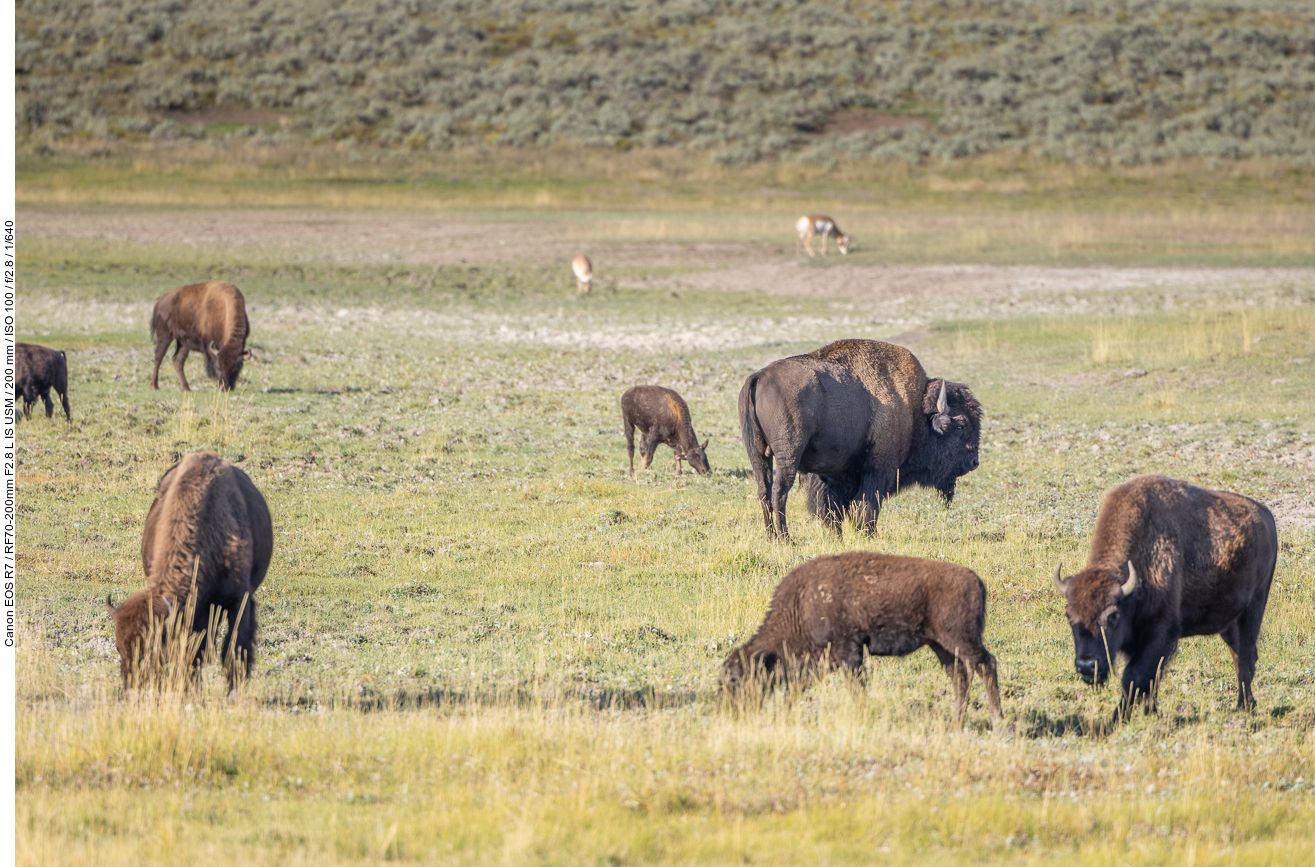 Hinter den Bisons sieht man noch weitere Pronghorns