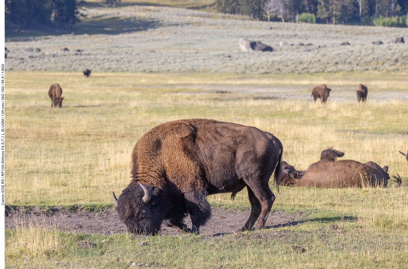 Bisonbulle