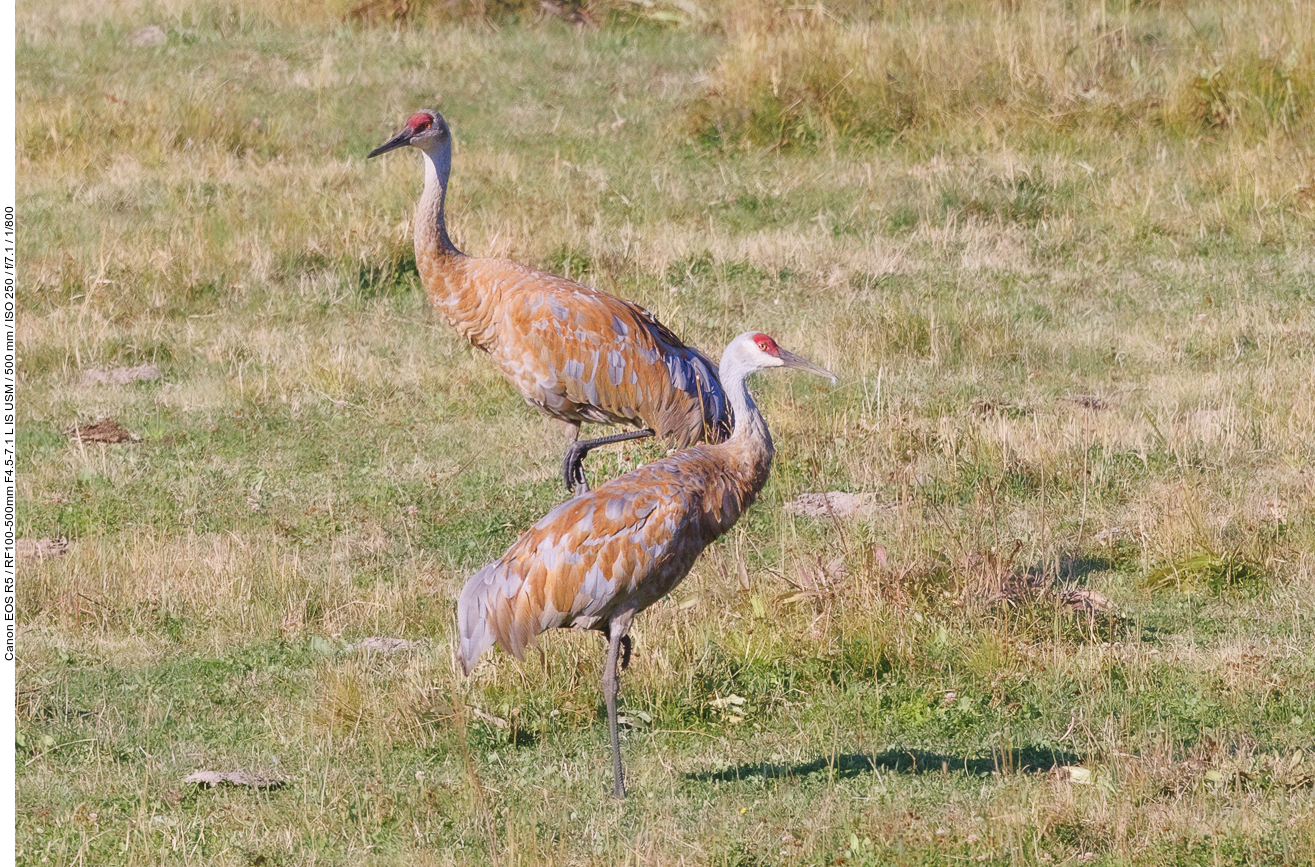 Stolze Vögel