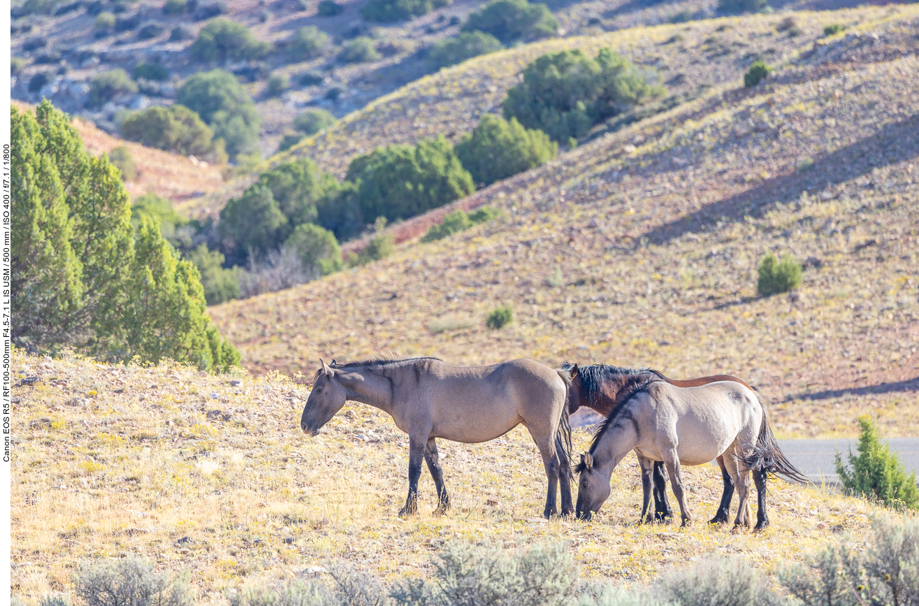 Tatsächlich sehen wir einige wilde Mustangs