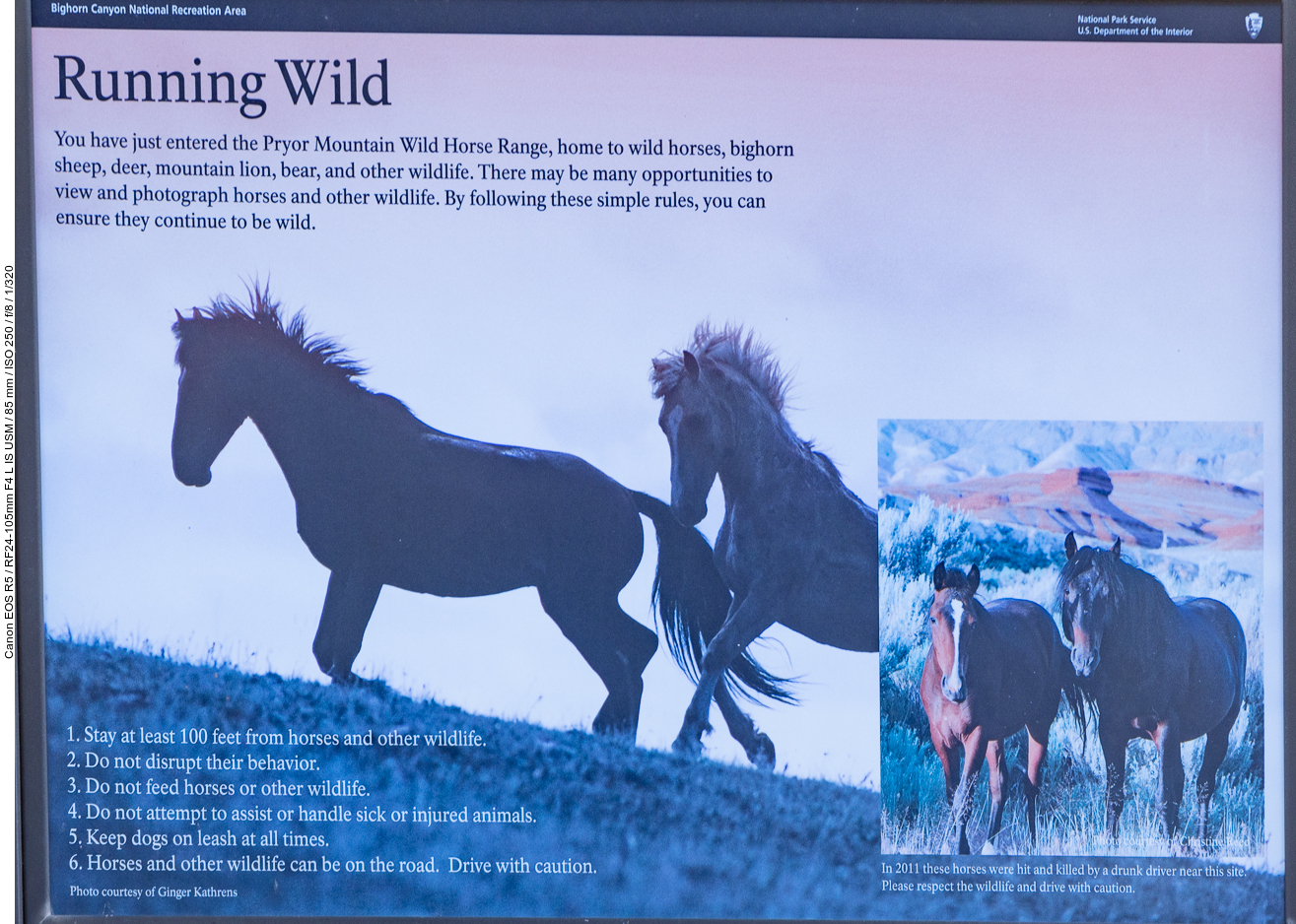 Infos zu den Mustangs (und anderem Wildlife)