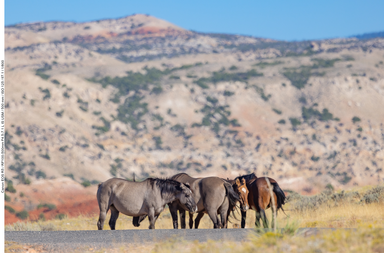 Auf dem Rückweg sind die Mustangs immer noch da ;-)