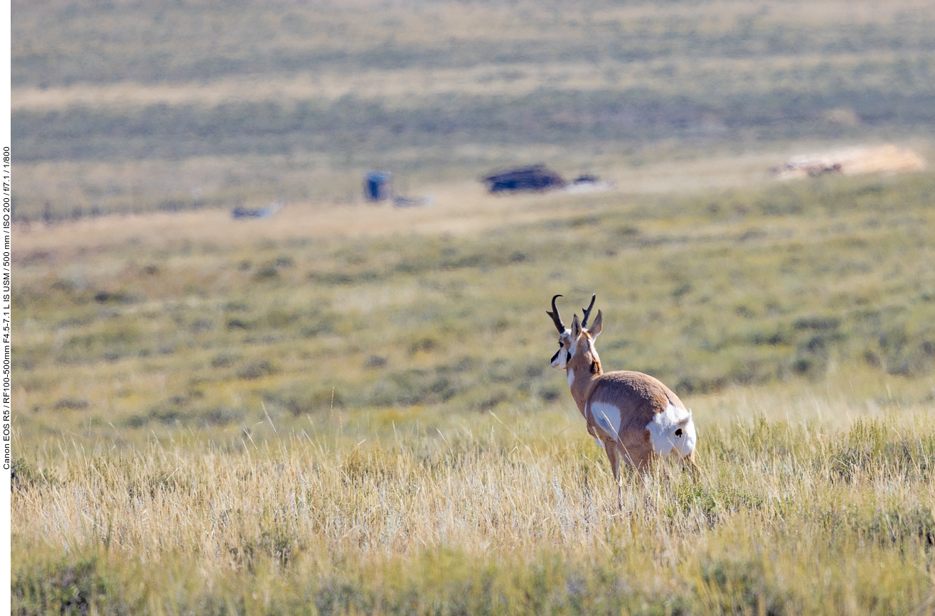 Etwas später zeigt und ein Pronghorn was er von uns hält ;-)