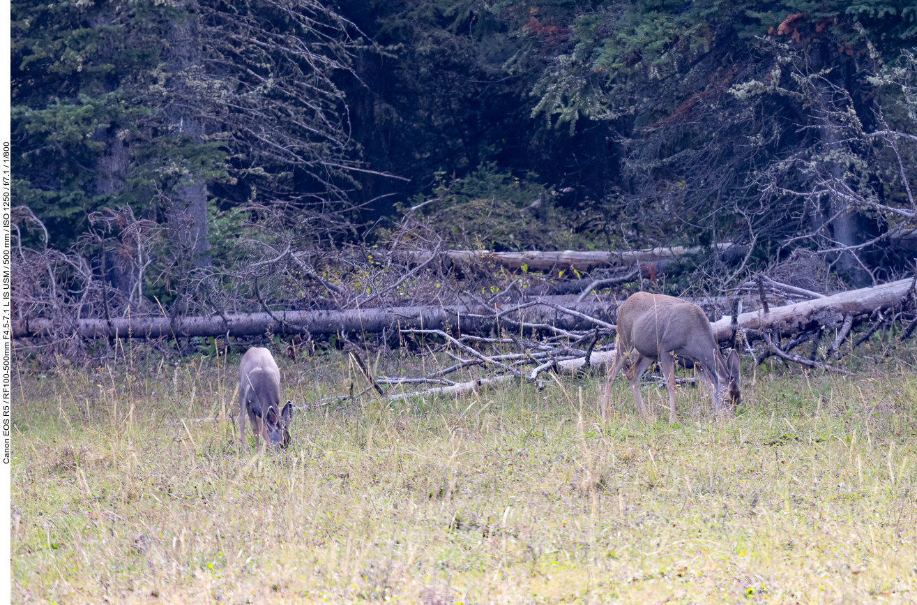 In der Dämmerung freuen wir uns über etwas Wildlife